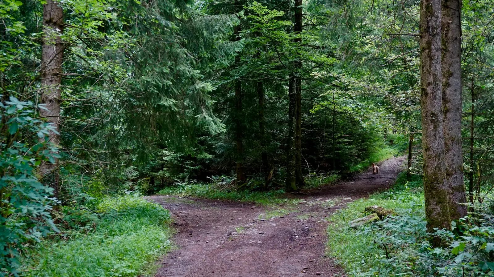 A dirt path forking into two through a green forest, the platform decision a business faces when choosing between Wix and Squarespace.